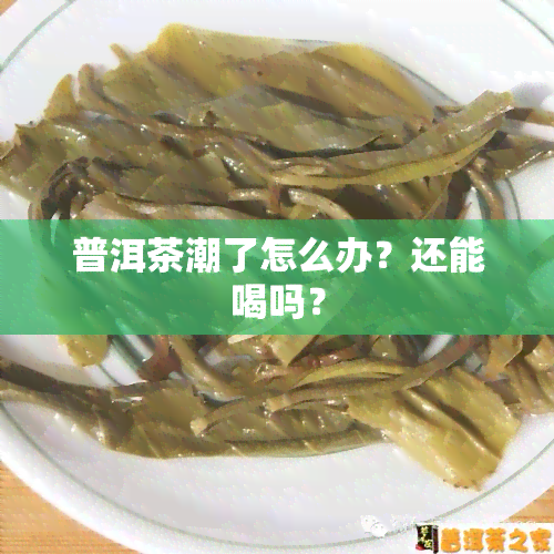 普洱茶潮了怎么办？还能喝吗？