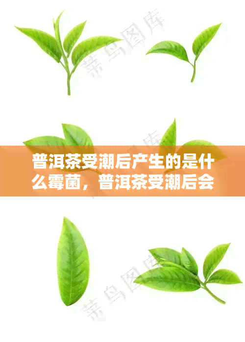 普洱茶受潮后产生的是什么霉菌，普洱茶受潮后会产生何种霉菌？