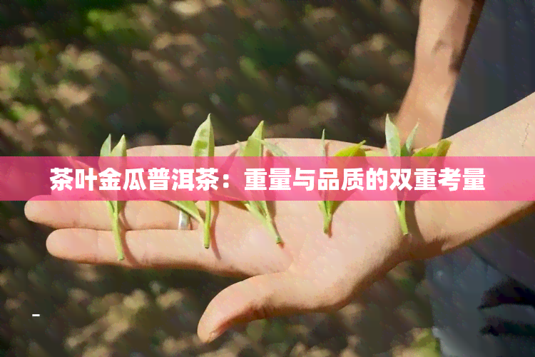 茶叶金瓜普洱茶：重量与品质的双重考量