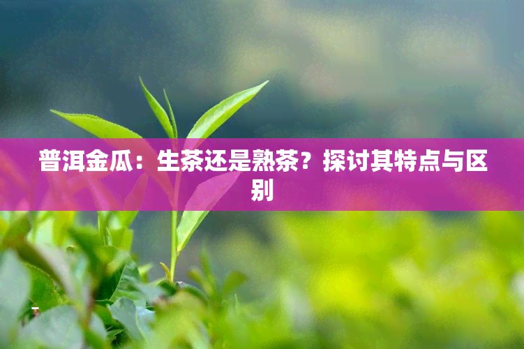 普洱金瓜：生茶还是熟茶？探讨其特点与区别