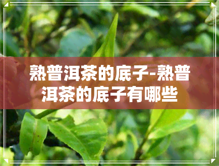 熟普洱茶的底子-熟普洱茶的底子有哪些