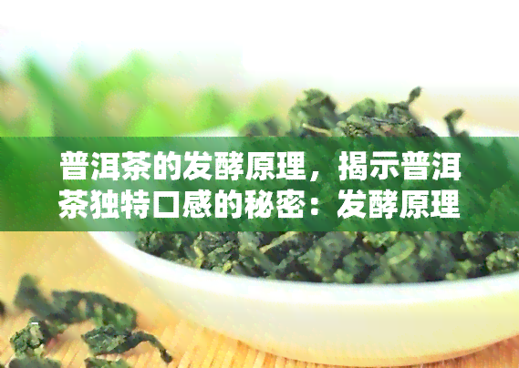 普洱茶的发酵原理，揭示普洱茶独特口感的秘密：发酵原理解析