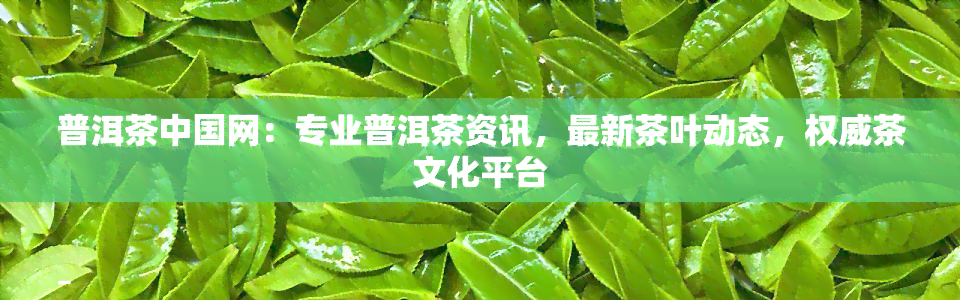 普洱茶中国网：专业普洱茶资讯，最新茶叶动态，权威茶文化平台