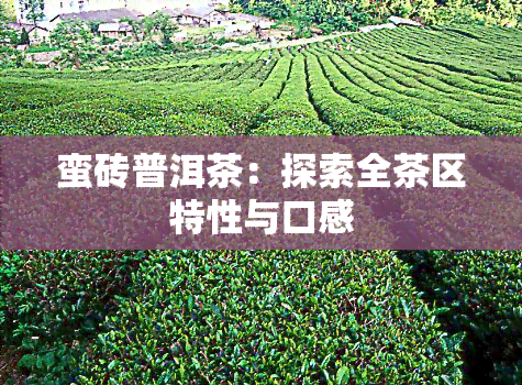 蛮砖普洱茶：探索全茶区特性与口感