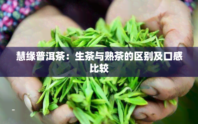 慧缘普洱茶：生茶与熟茶的区别及口感比较