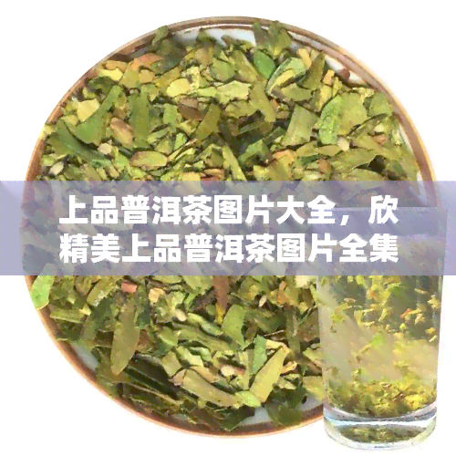 上品普洱茶图片大全，欣精美上品普洱茶图片全集，品味茶叶艺术的魅力！