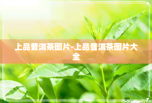 上品普洱茶图片-上品普洱茶图片大全