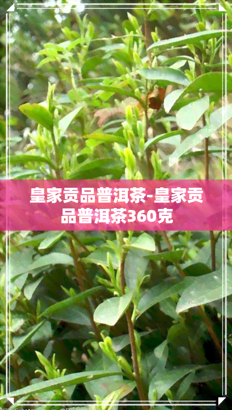 皇家贡品普洱茶-皇家贡品普洱茶360克