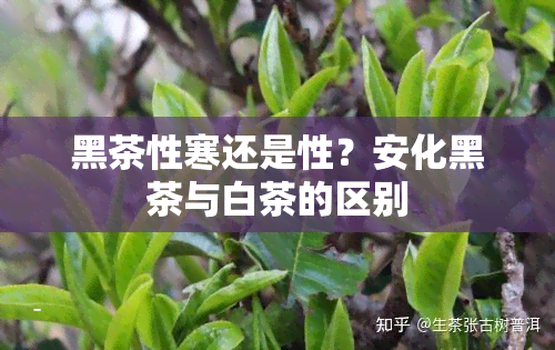 黑茶性寒还是性？安化黑茶与白茶的区别