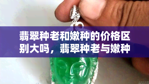 翡翠种老和嫩种的价格区别大吗，翡翠种老与嫩种：价格有何显著差异？