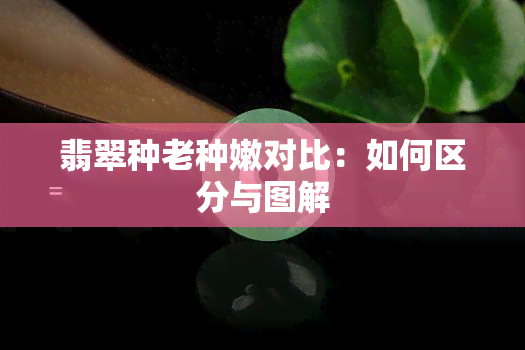 翡翠种老种嫩对比：如何区分与图解