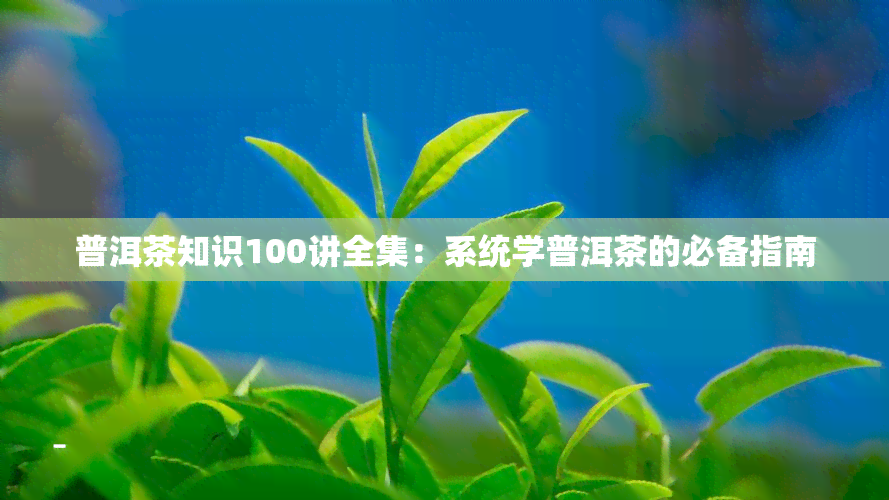 普洱茶知识100讲全集：系统学普洱茶的必备指南