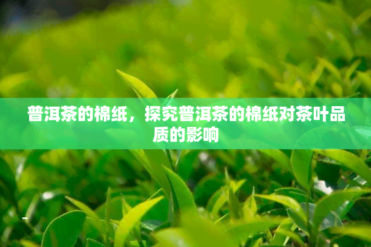 普洱茶的棉纸，探究普洱茶的棉纸对茶叶品质的影响