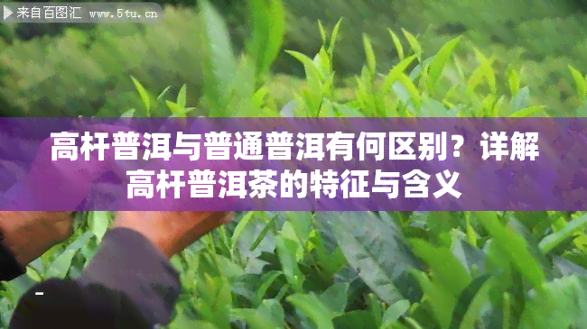 高杆普洱与普通普洱有何区别？详解高杆普洱茶的特征与含义