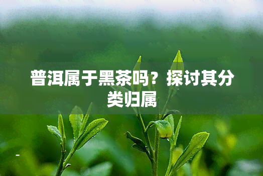 普洱属于黑茶吗？探讨其分类归属