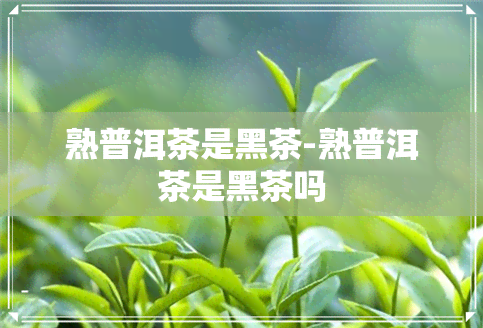 熟普洱茶是黑茶-熟普洱茶是黑茶吗