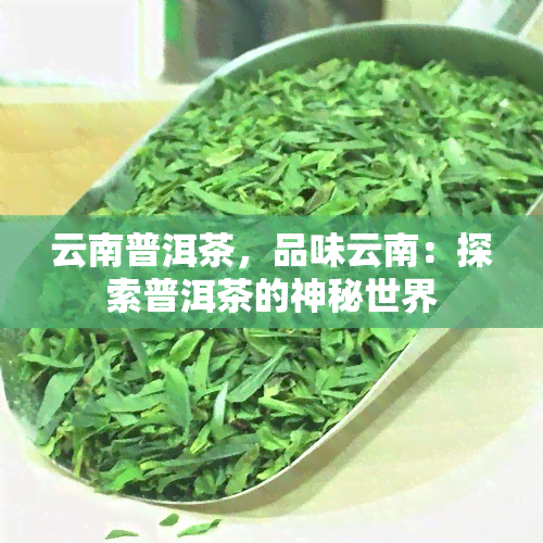 云南普洱茶，品味云南：探索普洱茶的神秘世界