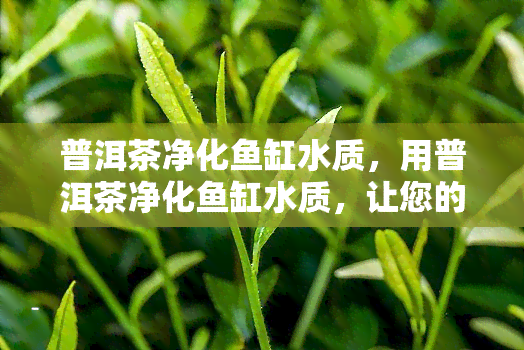 普洱茶净化鱼缸水质，用普洱茶净化鱼缸水质，让您的宠物鱼生活更健！