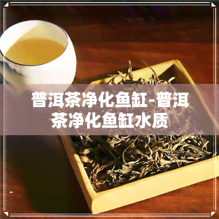 普洱茶净化鱼缸-普洱茶净化鱼缸水质