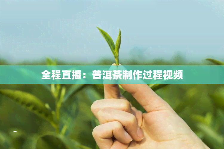 全程直播：普洱茶制作过程视频