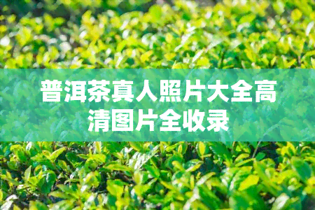 普洱茶真人照片大全高清图片全收录