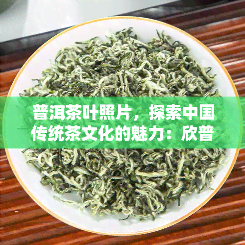 普洱茶叶照片，探索中国传统茶文化的魅力：欣普洱茶叶的美丽照片