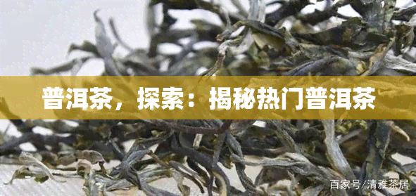 普洱茶，探索：揭秘热门普洱茶