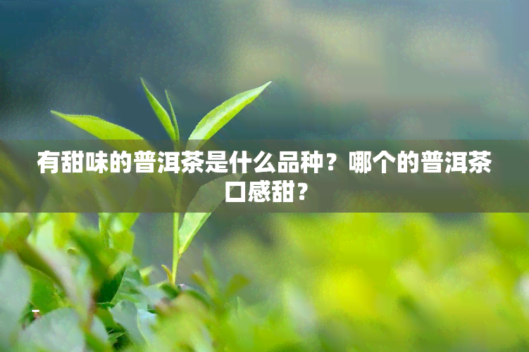 有甜味的普洱茶是什么品种？哪个的普洱茶口感甜？