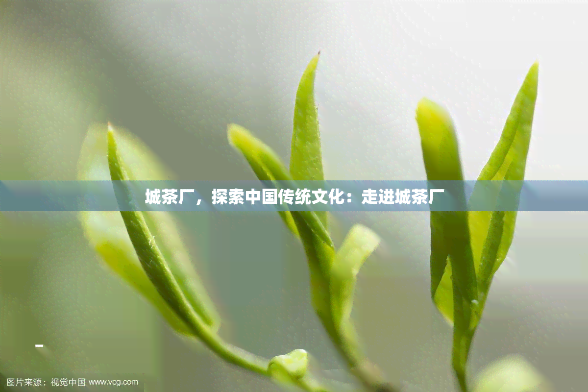 城茶厂，探索中国传统文化：走进城茶厂