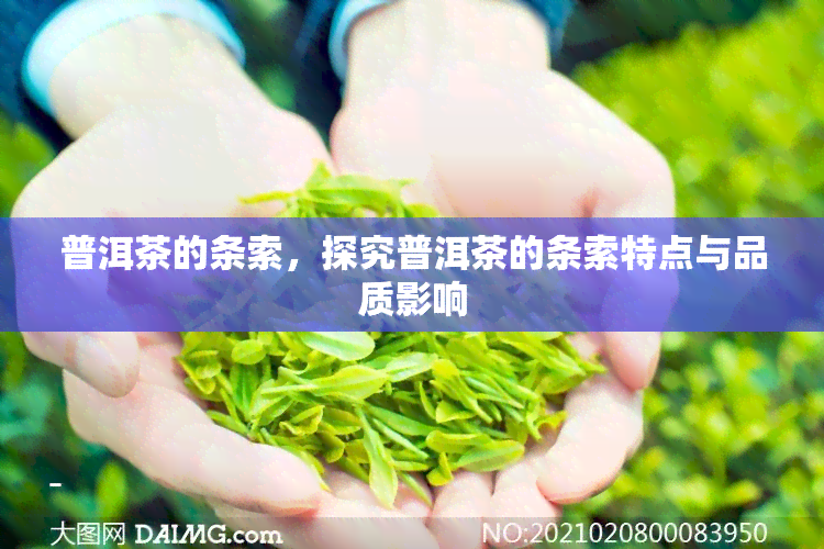 普洱茶的条索，探究普洱茶的条索特点与品质影响