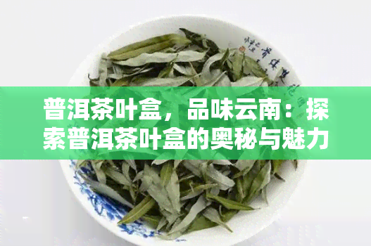 普洱茶叶盒，品味云南：探索普洱茶叶盒的奥秘与魅力