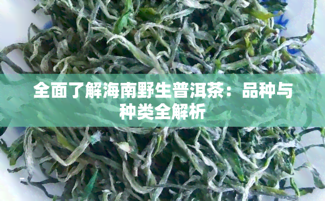 全面了解海南野生普洱茶：品种与种类全解析