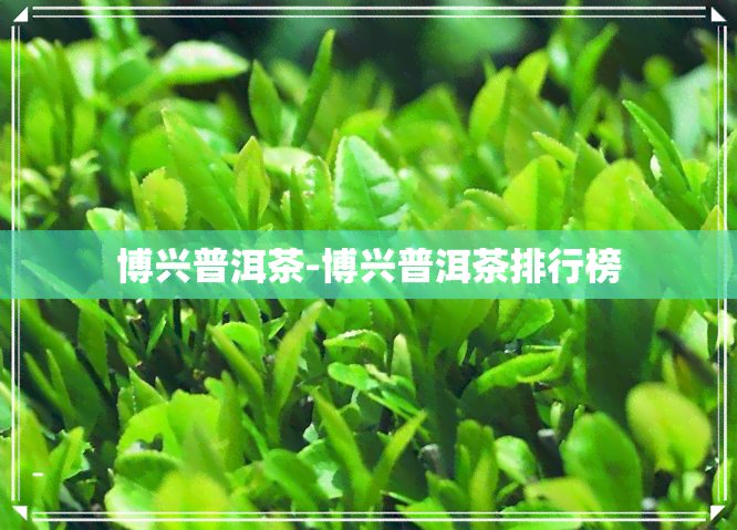 博兴普洱茶-博兴普洱茶排行榜