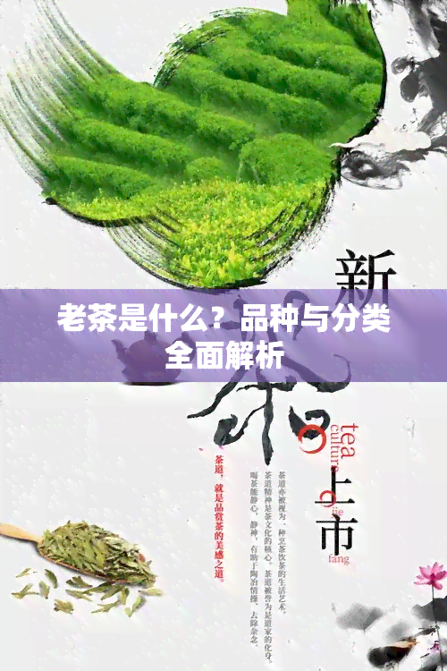 老茶是什么？品种与分类全面解析