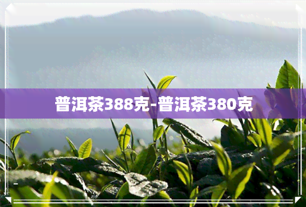 普洱茶388克-普洱茶380克