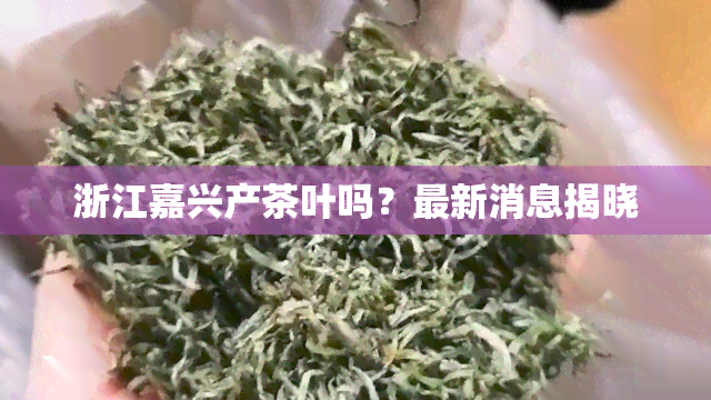 浙江嘉兴产茶叶吗？最新消息揭晓