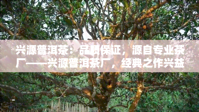 兴源普洱茶：品质保证，源自专业茶厂——兴源普洱茶厂，经典之作兴益普洱茶