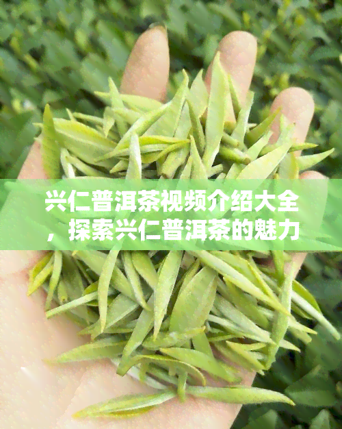 兴仁普洱茶视频介绍大全，探索兴仁普洱茶的魅力：视频介绍大全