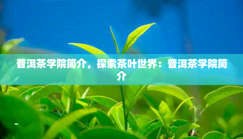 普洱茶学院简介，探索茶叶世界：普洱茶学院简介