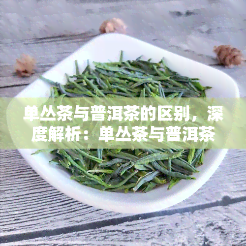 单丛茶与普洱茶的区别，深度解析：单丛茶与普洱茶的六大区别，你了解吗？