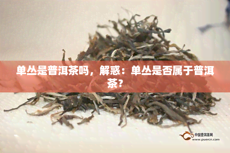 单丛是普洱茶吗，解惑：单丛是否属于普洱茶？