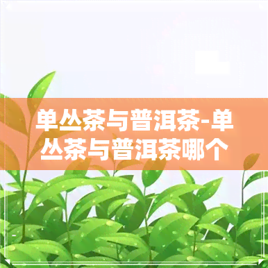 单丛茶与普洱茶-单丛茶与普洱茶哪个好