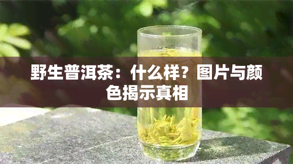 野生普洱茶：什么样？图片与颜色揭示真相