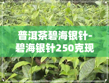 普洱茶碧海银针-碧海银针250克现在价格