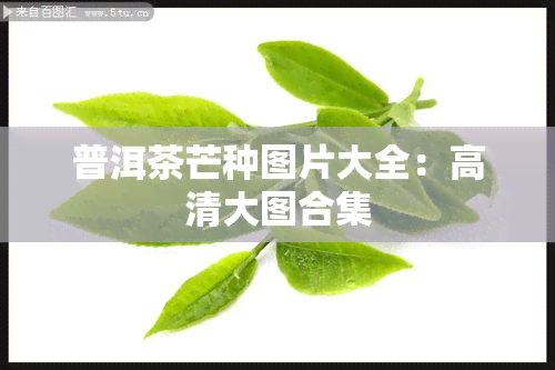 普洱茶芒种图片大全：高清大图合集