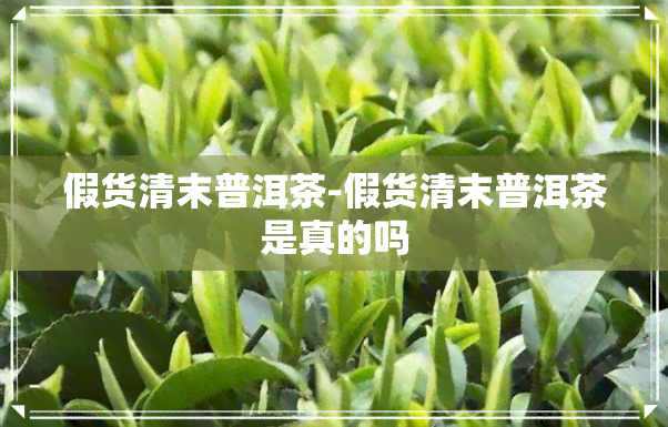 假货清末普洱茶-假货清末普洱茶是真的吗