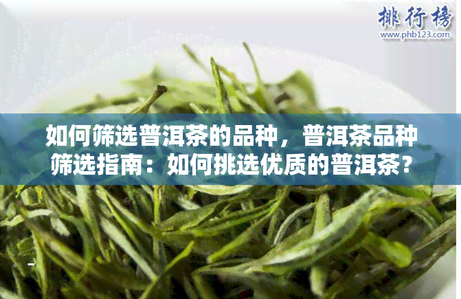 如何筛选普洱茶的品种，普洱茶品种筛选指南：如何挑选优质的普洱茶？