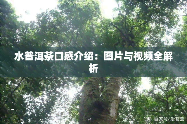 水普洱茶口感介绍：图片与视频全解析