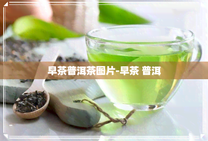 早茶普洱茶图片-早茶 普洱