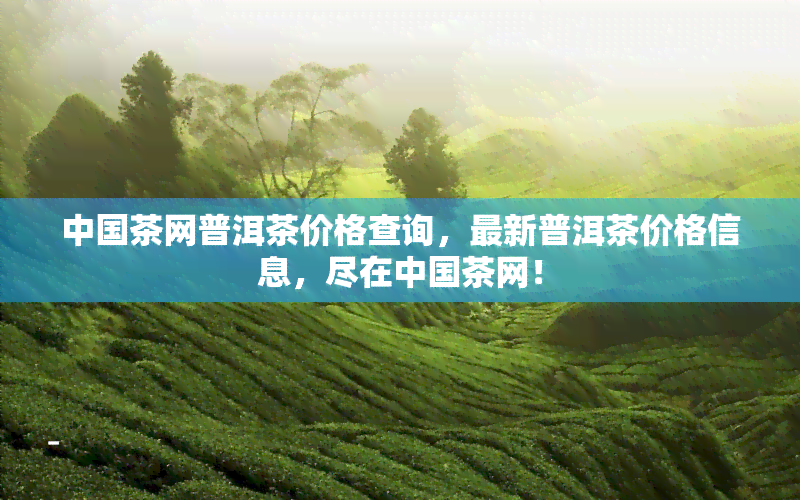 中国茶网普洱茶价格查询，最新普洱茶价格信息，尽在中国茶网！